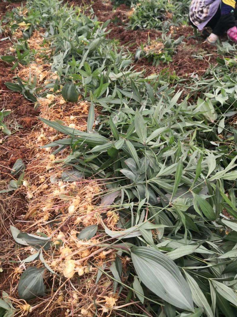 黄精，老虎姜，滇黄精种苗，药典规定品种
