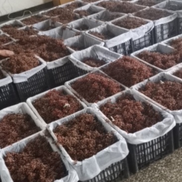 特级陕西大红袍鲜花椒