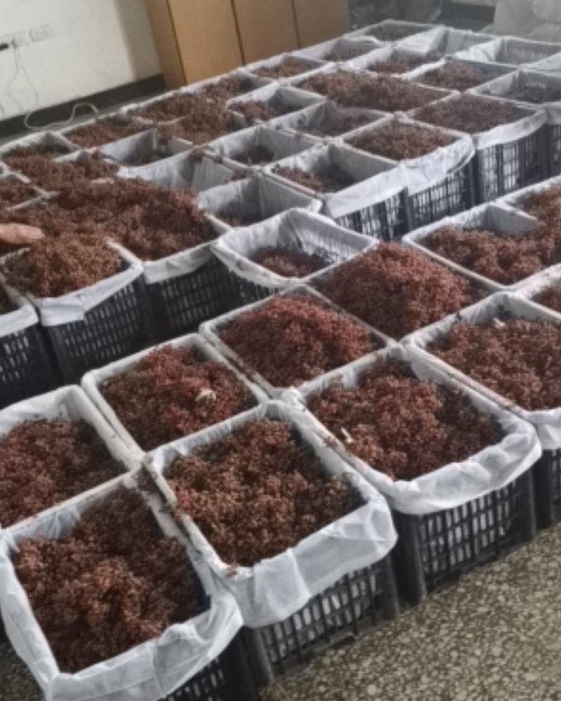 特级陕西大红袍鲜花椒