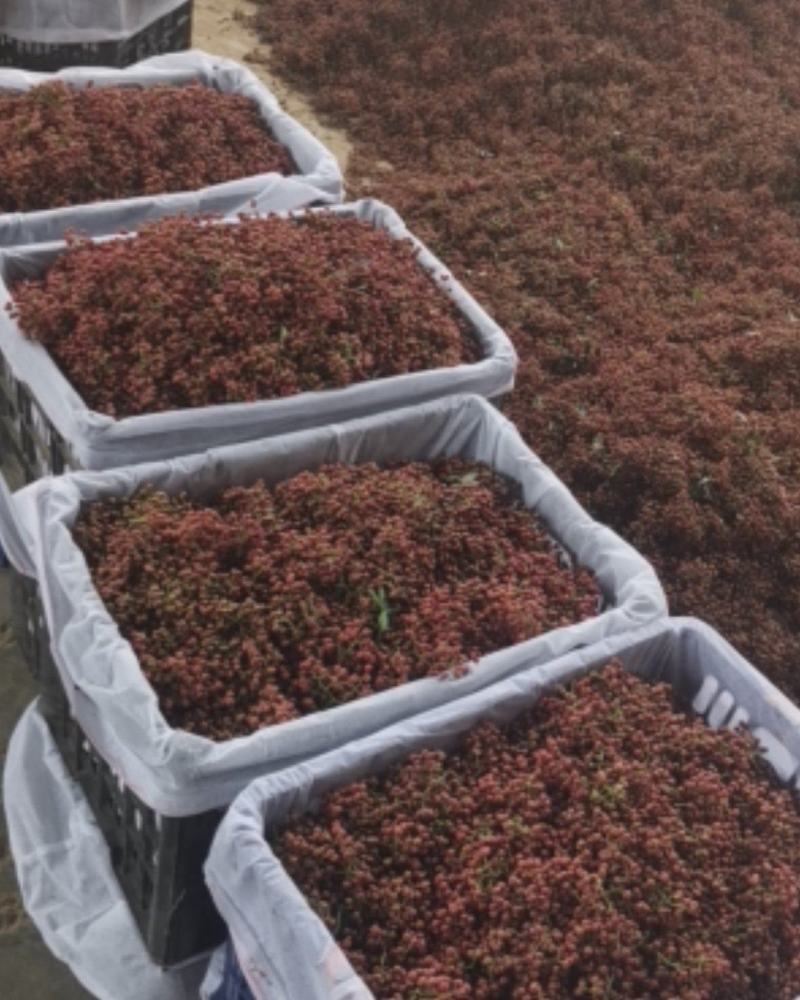 特级陕西大红袍鲜花椒