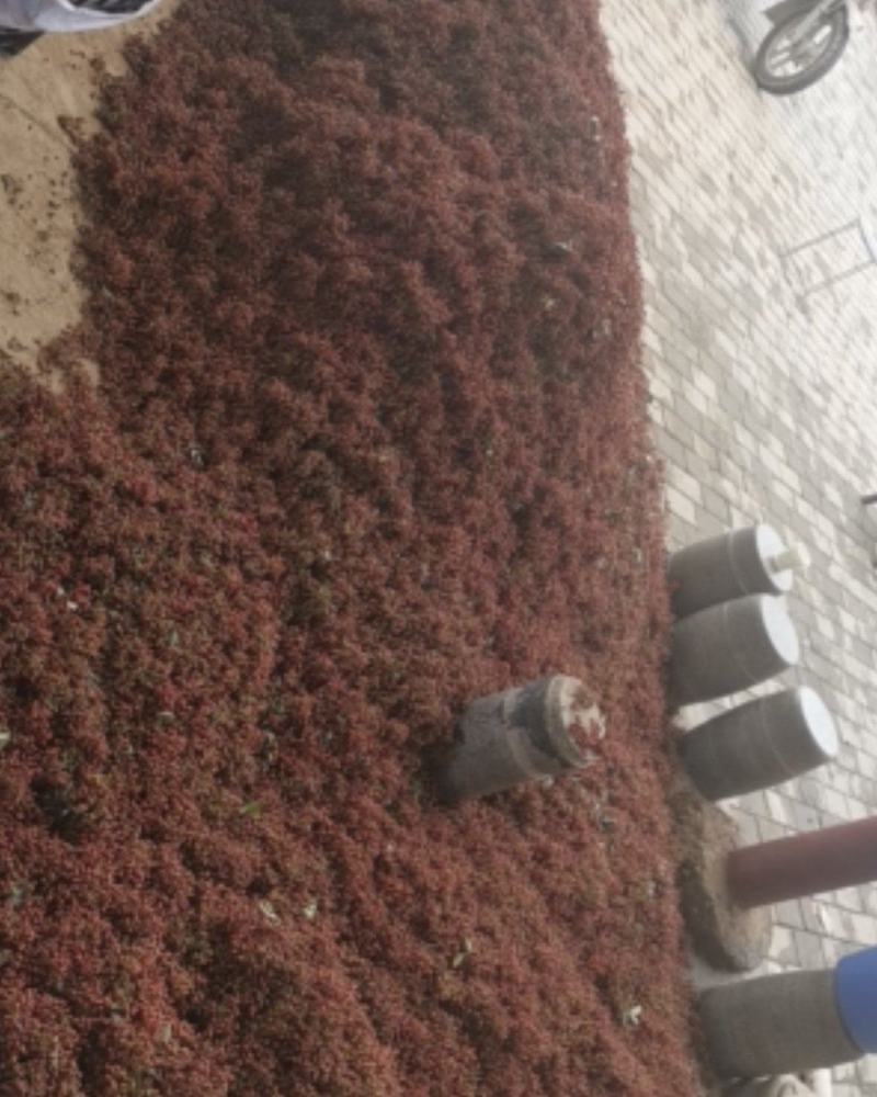 特级陕西大红袍鲜花椒