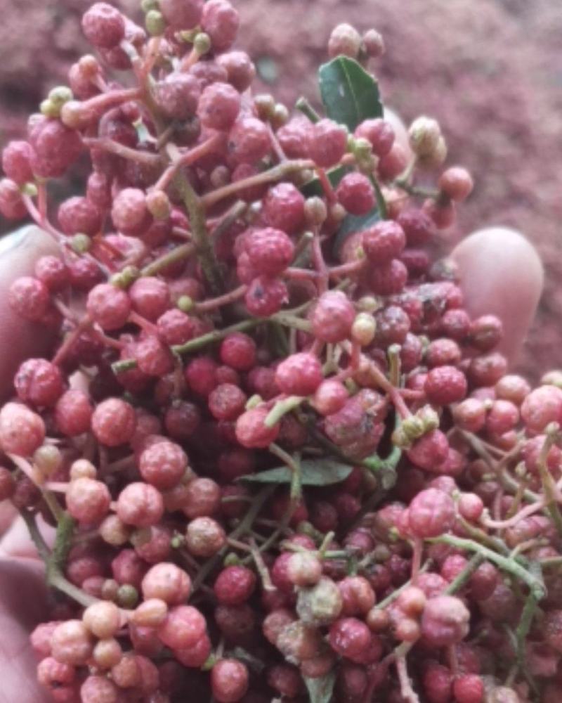 特级陕西大红袍鲜花椒