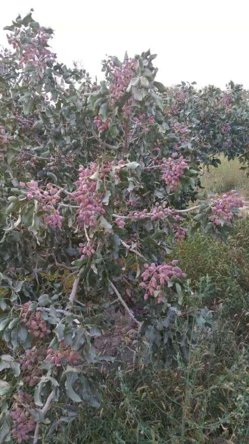 开心果树苗包质量包成活