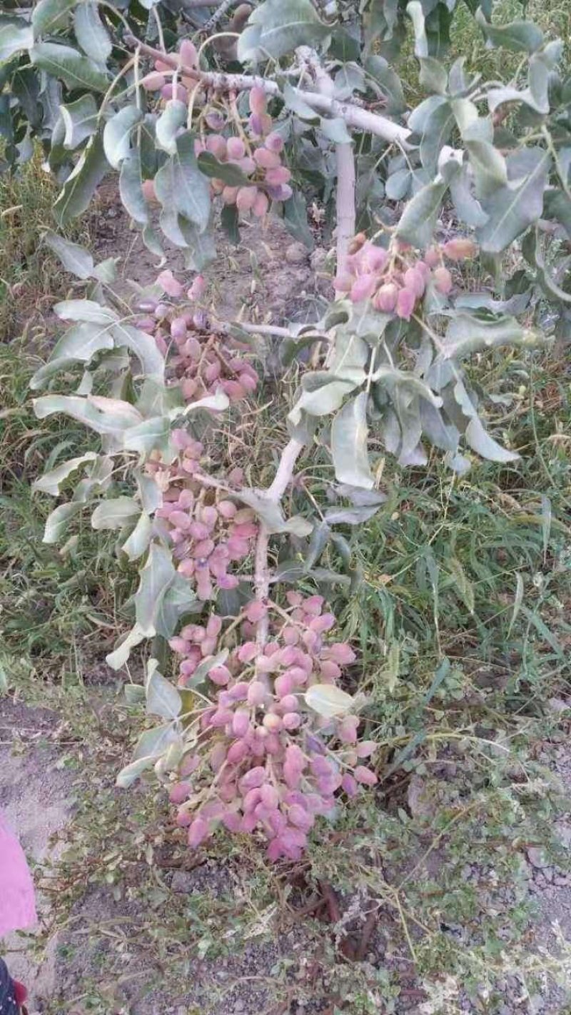 开心果树苗包质量包成活