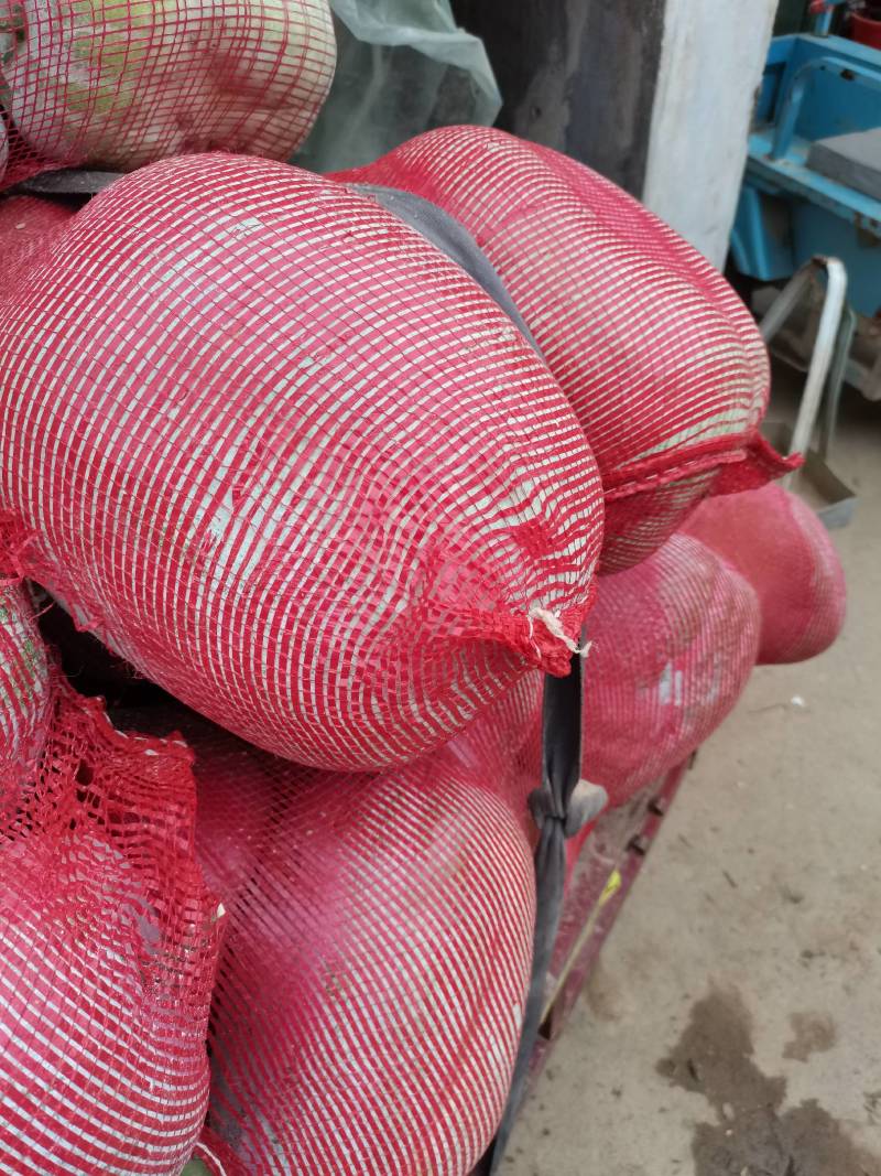 金乡一窜灵地冬瓜大量上市！货发全