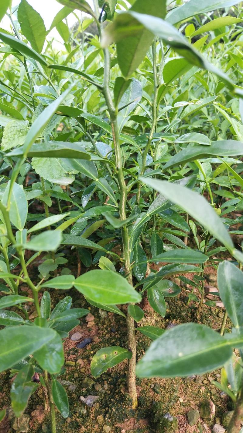 【香橙苗】软枝香橙苗，香橙小苗产地直发量大从优可视频看货