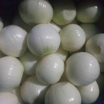 黄洋葱，净菜供应，洋葱出口级，洋葱