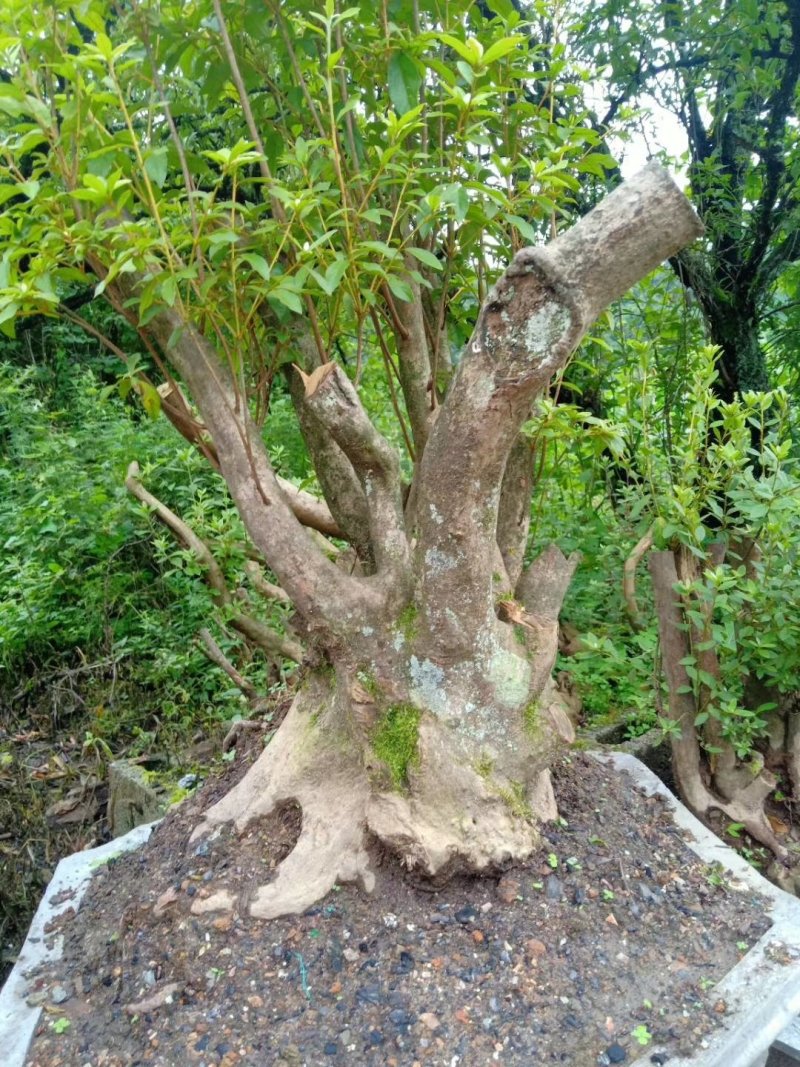 映山红熟桩带盆各种规格
