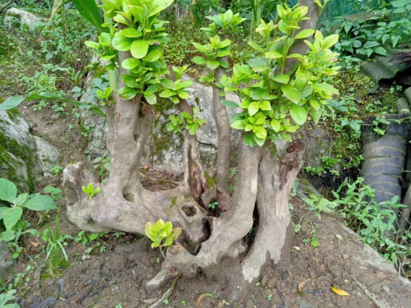 映山红熟桩带盆各种规格