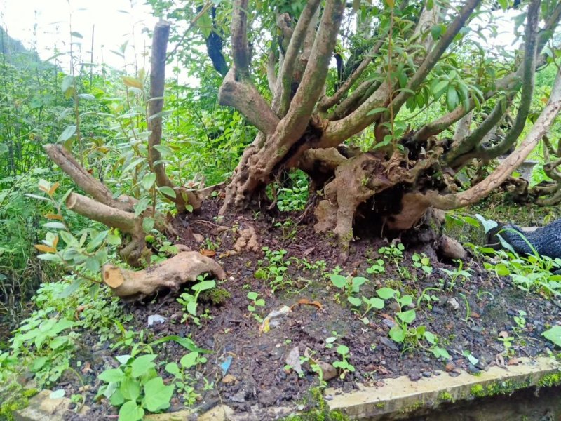 映山红熟桩带盆各种规格