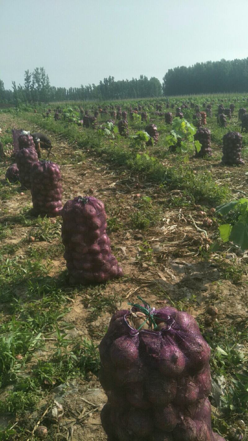 现有大量洋葱出售需要的联系
