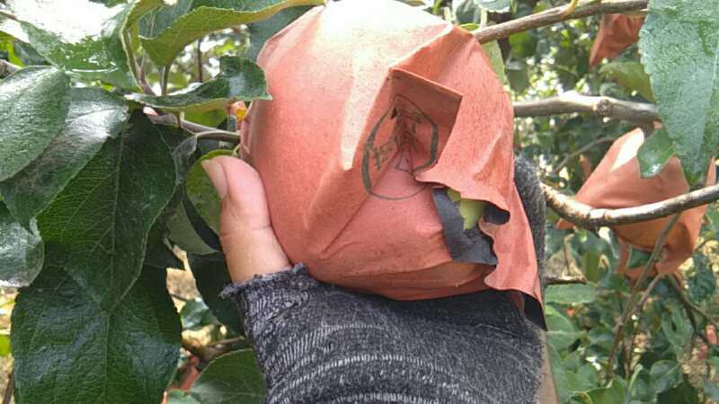 精品纸袋早熟华硕苹果果农一手货源