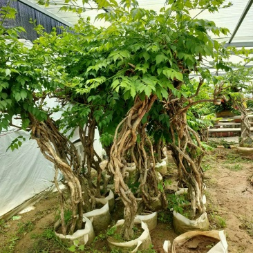 盘龙造型美国凌宵特大2.4米高带芽当年夏季开花造型独特