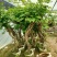 盘龙造型美国凌宵特大2.4米高带芽当年夏季开花造型独特