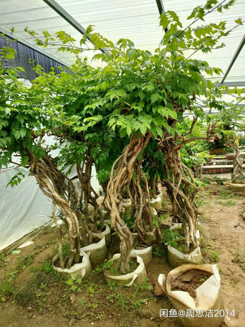 盘龙造型美国凌宵特大2.4米高带芽当年夏季开花造型独特