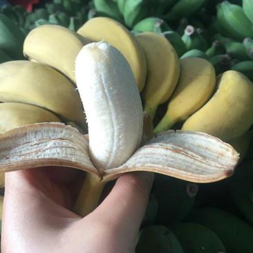 广西小米香蕉新鲜水果批发一件代发量大优惠
