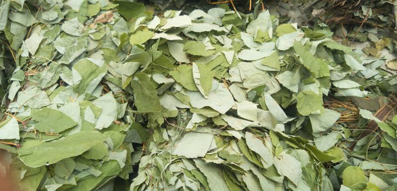 秦岭道地药材纯野生小叶淫羊藿现货供应