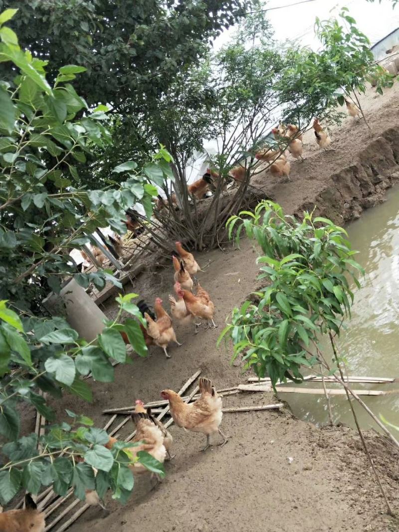 蛋，鸡蛋，土鸡蛋，正宗散养土鸡蛋，无激素，