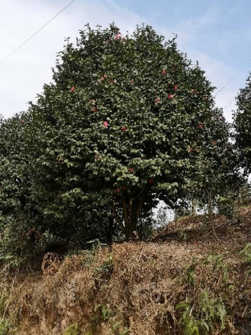 茶花树（大量供应基地直销各种规格的茶花树）