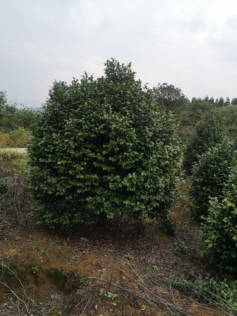 茶花树（大量供应基地直销各种规格的茶花树）