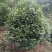 茶花树（大量供应基地直销各种规格的茶花树）