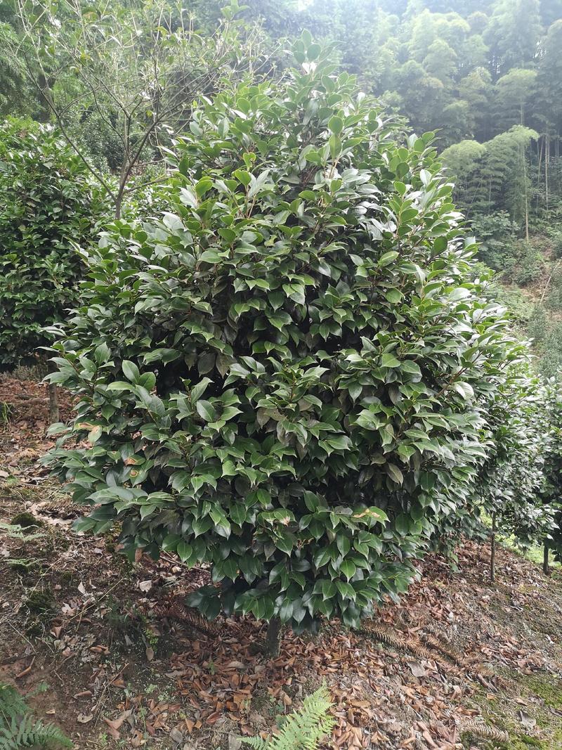 茶花树（大量供应基地直销各种规格的茶花树）
