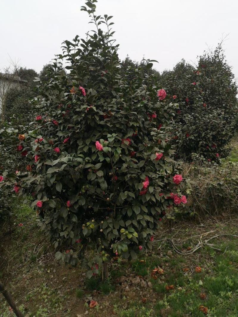 茶花（山茶花）四川高县泳清茶花种植场长年供应各种规格优质