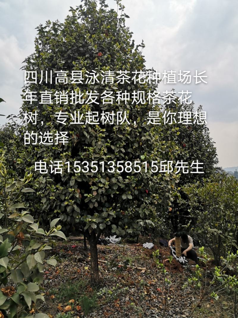 茶花（山茶花）四川高县泳清茶花种植场长年供应各种规格优质