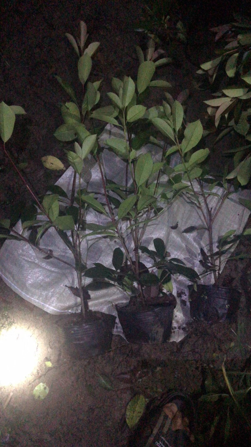 苗木