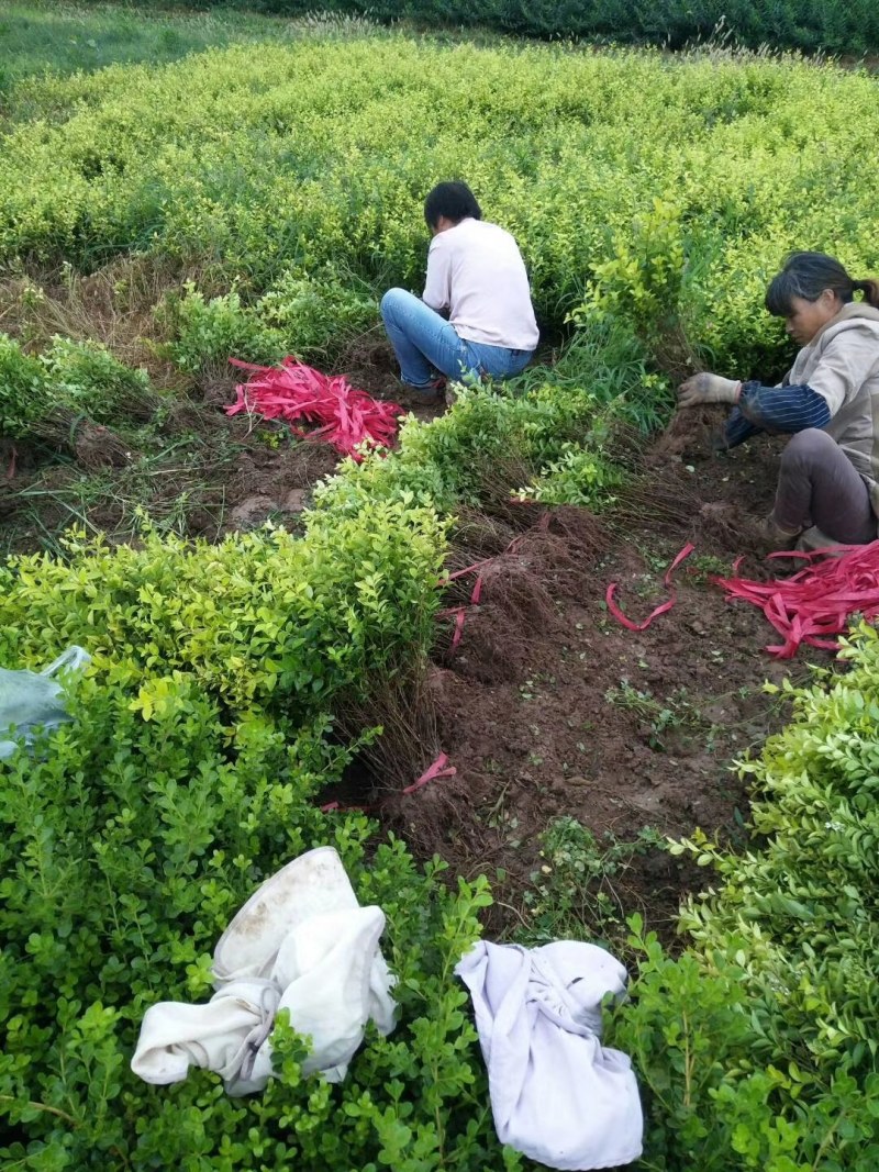 金叶女贞球金叶女贞苗庭院道路绿化
