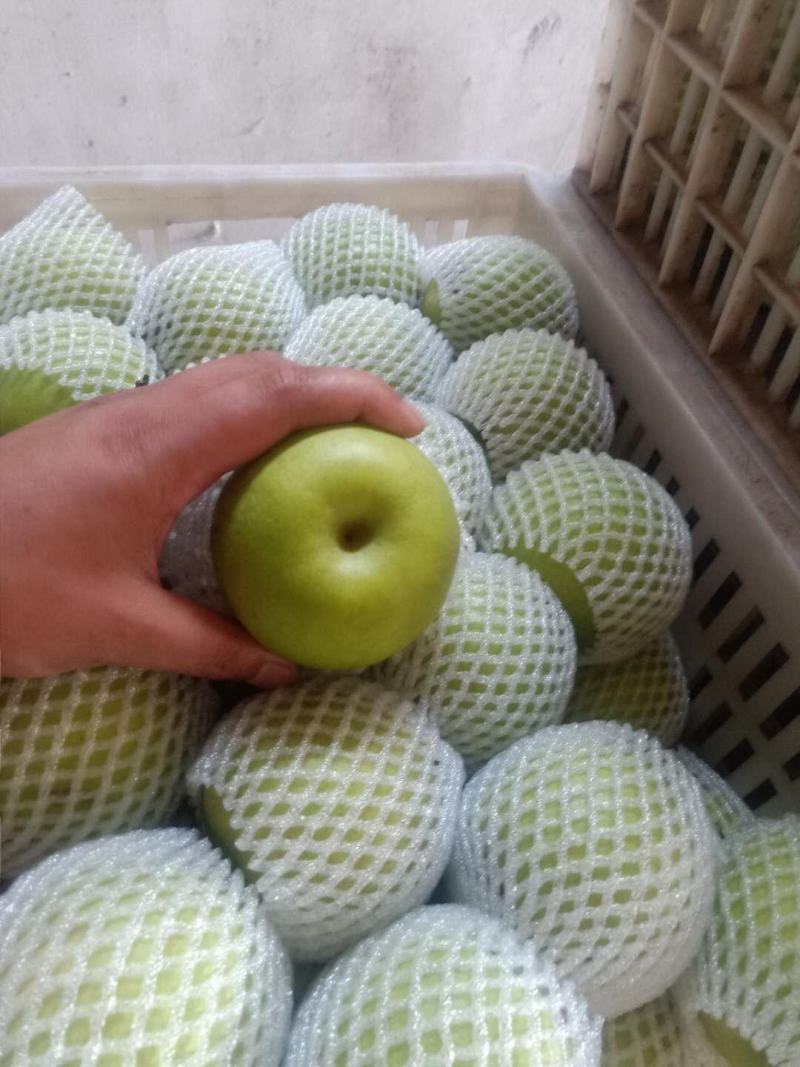 【产地货源】皇冠梨大量上市！一手货源口感脆甜质量保证！
