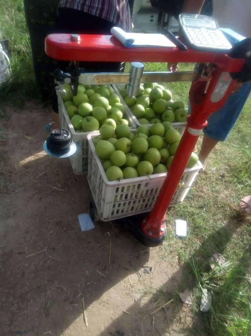 【产地货源】皇冠梨大量上市！一手货源口感脆甜质量保证！