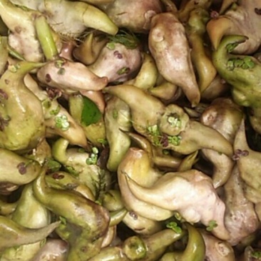 菱角，湖北特产餐桌上的美味，绿色无污染，无药物残留，