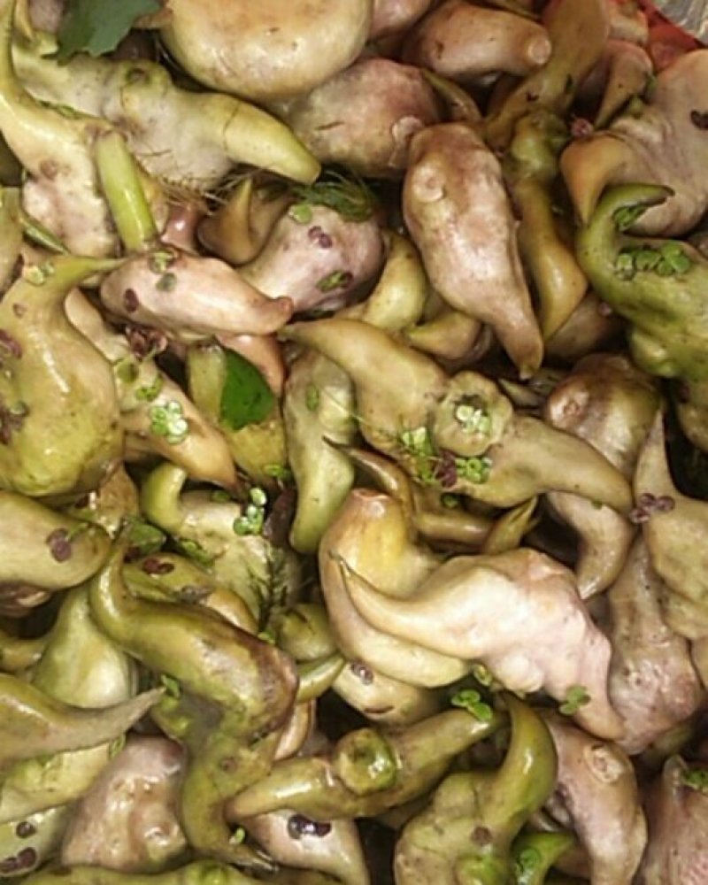 菱角，湖北特产餐桌上的美味，绿色无污染，无药物残留，