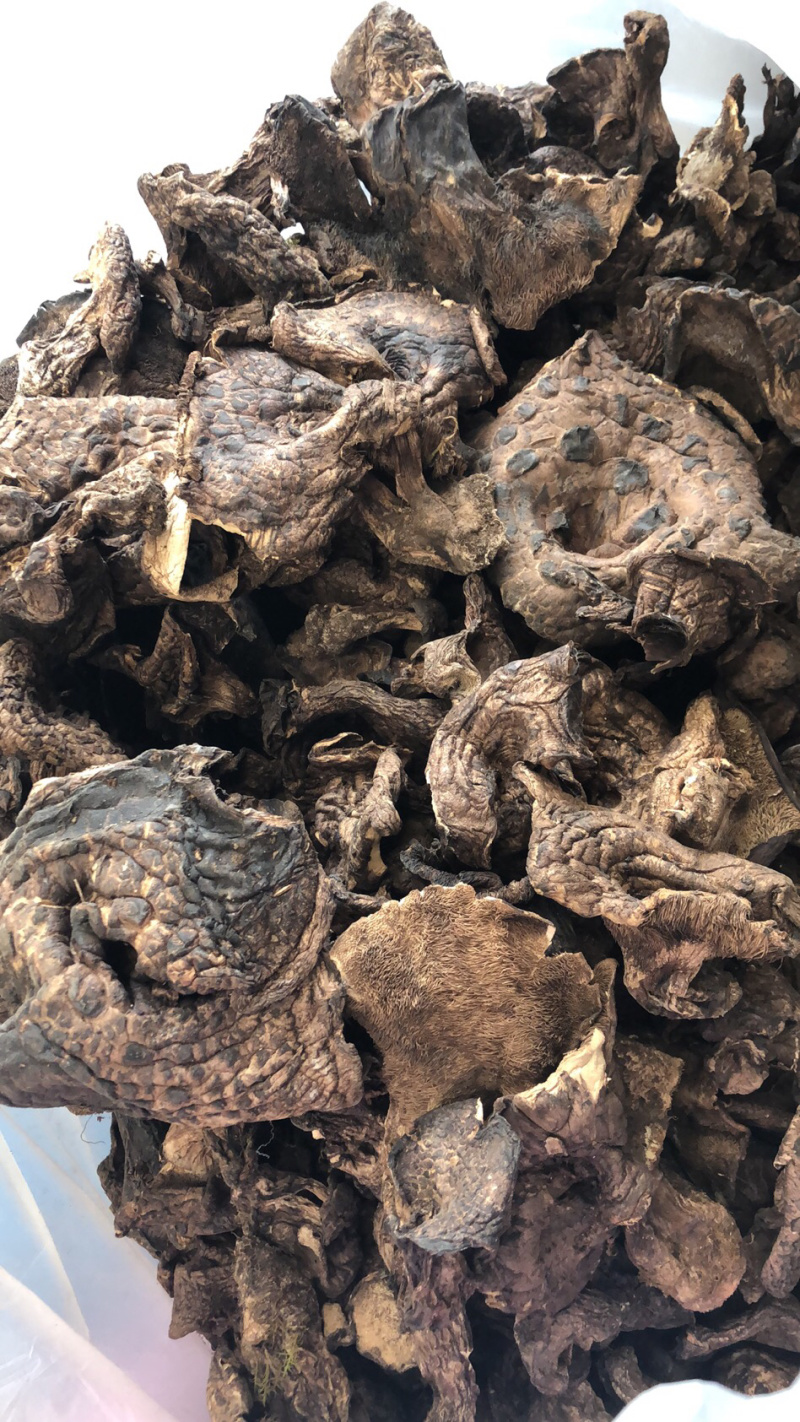 食用菌干货黑虎掌菌熊耳菌云南食用菌批发