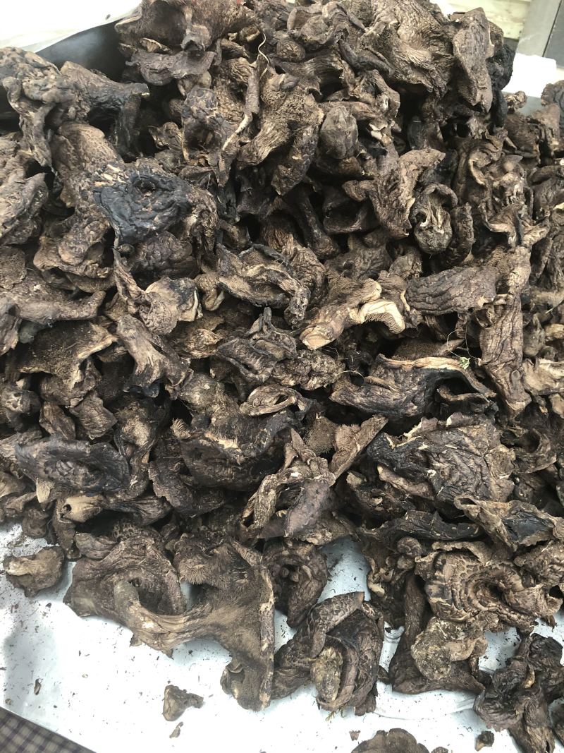 食用菌干货黑虎掌菌熊耳菌云南食用菌批发