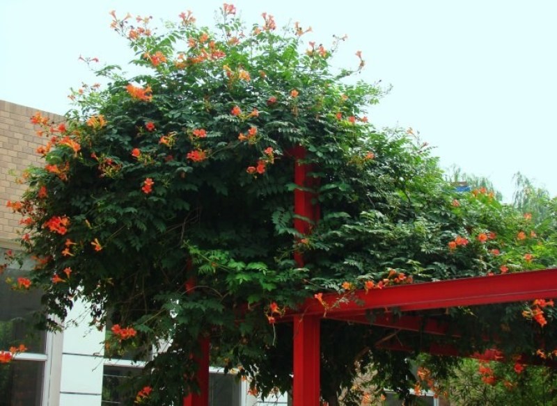 凌霄花苗耐寒盆栽爬藤植物庭院攀爬四季花卉，南北方都可种植