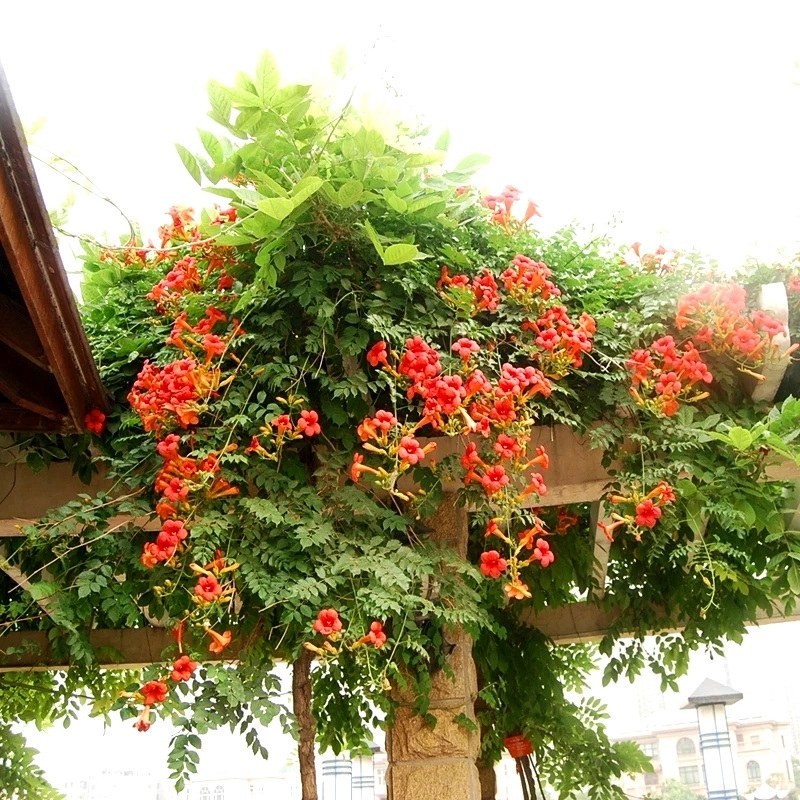 凌霄花苗耐寒盆栽爬藤植物庭院攀爬四季花卉，南北方都可种植