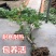 凌霄花苗耐寒盆栽爬藤植物庭院攀爬四季花卉，南北方都可种植