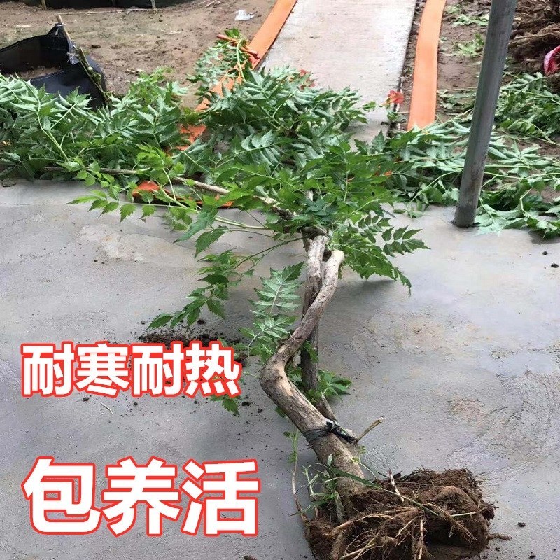 凌霄花苗耐寒盆栽爬藤植物庭院攀爬四季花卉，南北方都可种植