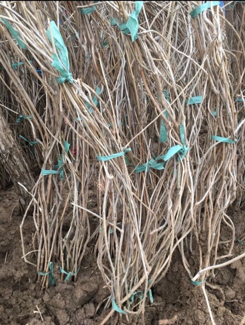 凌霄花苗耐寒盆栽爬藤植物庭院攀爬四季花卉，南北方都可种植