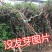 凌霄花苗耐寒盆栽爬藤植物庭院攀爬四季花卉，南北方都可种植