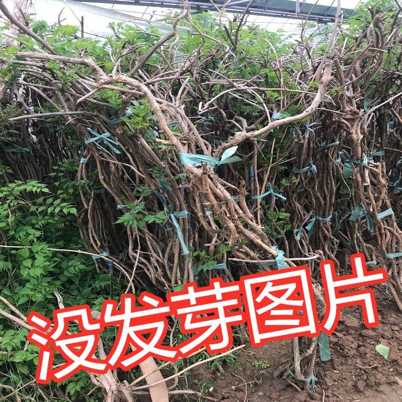 凌霄花苗耐寒盆栽爬藤植物庭院攀爬四季花卉，南北方都可种植