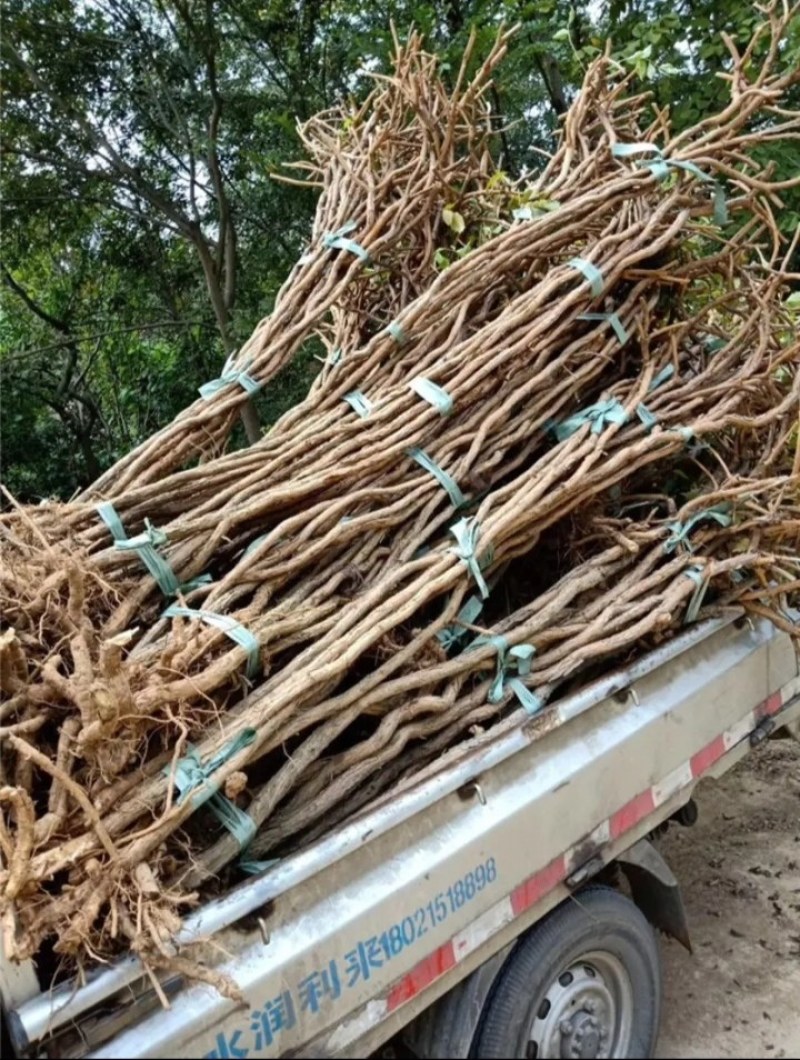 凌霄花苗耐寒盆栽爬藤植物庭院攀爬四季花卉，南北方都可种植