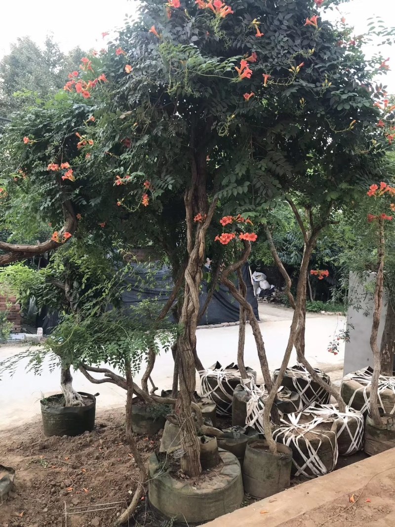 凌霄花苗耐寒盆栽爬藤植物庭院攀爬四季花卉，南北方都可种植