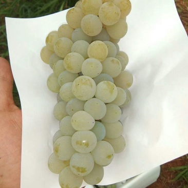 云南高原特色水晶葡萄，口感香甜，6月15日大量上市！
