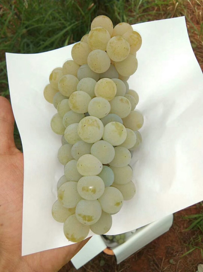 云南高原特色水晶葡萄，口感香甜，6月15日大量上市！