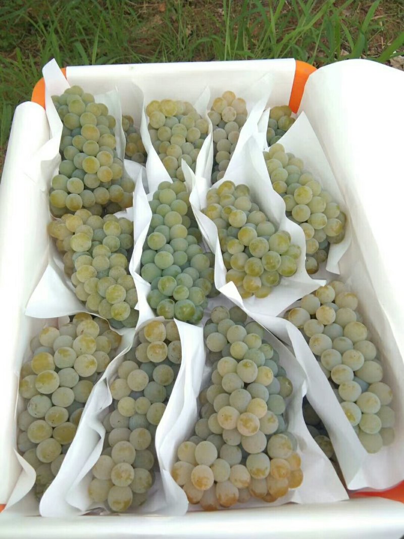 云南高原特色水晶葡萄，口感香甜，6月15日大量上市！