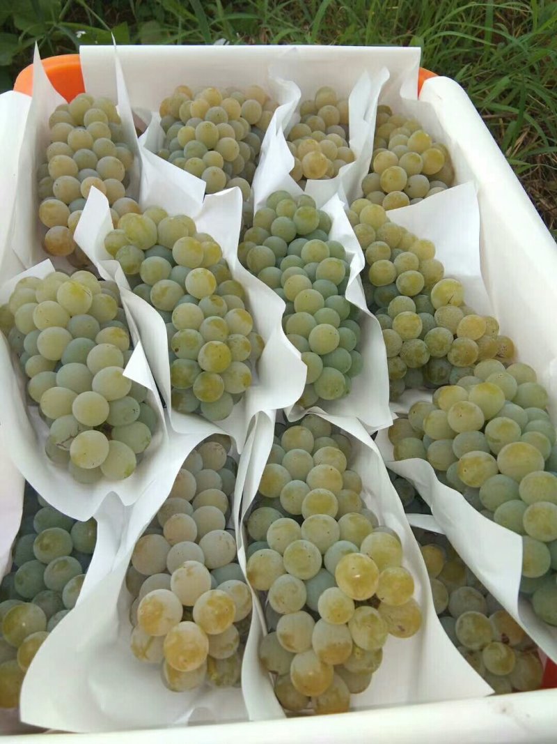 云南高原特色水晶葡萄，口感香甜，6月15日大量上市！