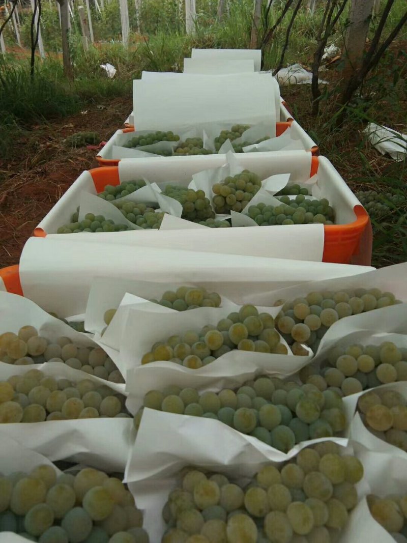 云南高原特色水晶葡萄，口感香甜，6月15日大量上市！